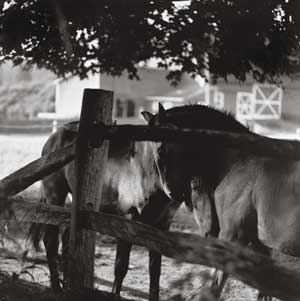 horses