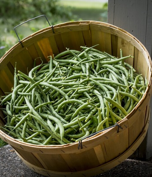 Ways To Preserve Your Green Bean Bounty Chelsea Green Publishing