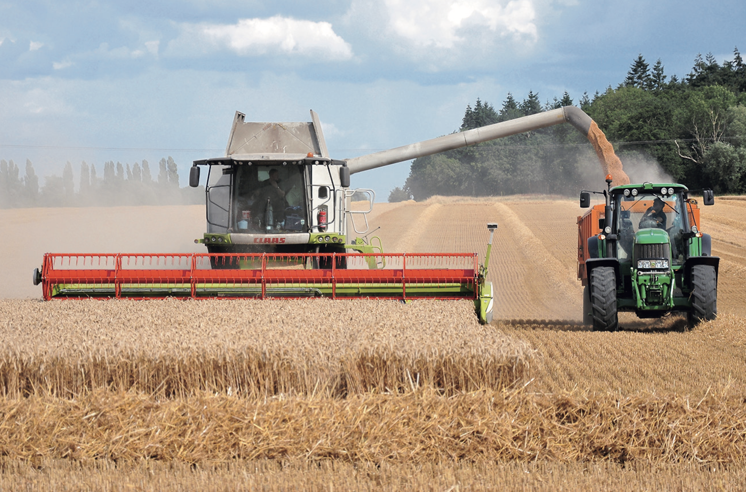 https://www.chelseagreen.com/2016/modern-wheat-making-us-sick/restoringheritagegrains_dwarfedmodernwheat_highres/