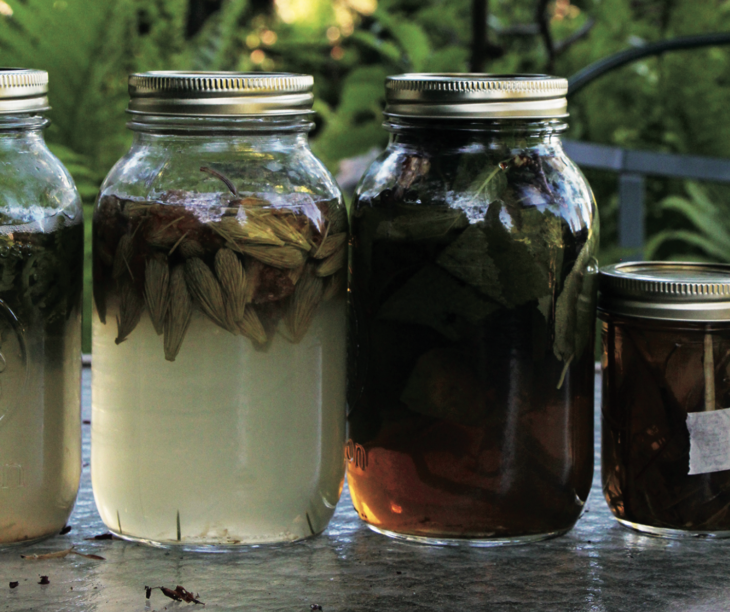 Wild Food Foraging- Yellow Birch Sap- The Taste of Spring! 