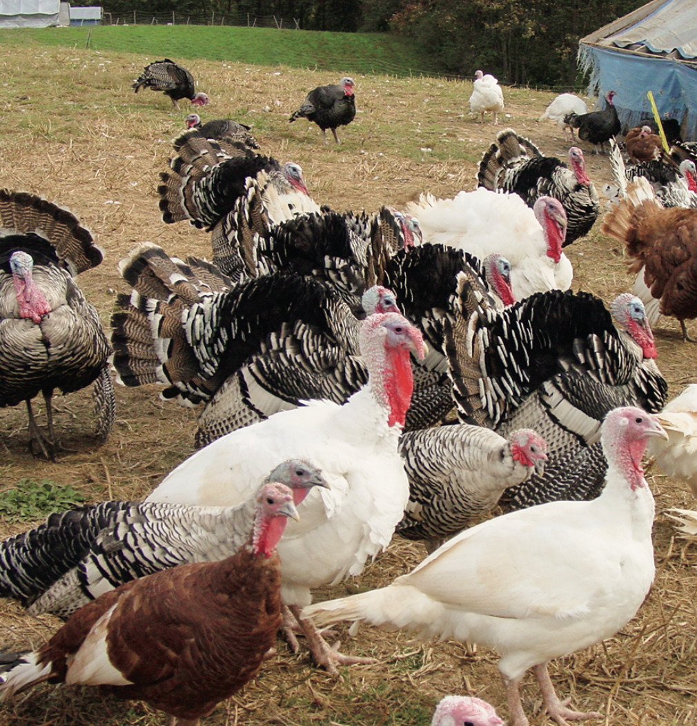 Why African farmers are waking up to the huge potential of guinea fowl