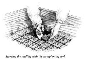 Scooping the Seedling with the Transplanting Tool