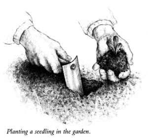 Planting a Seedling in the Garden