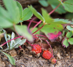 strawberries growing