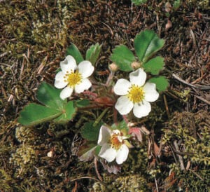 wild strawberries