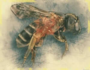 drawing of bee