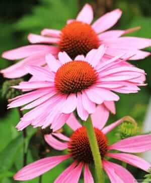 echinacea plant