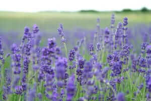 Lavandula