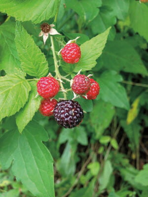 black raspberries