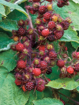 Japanese wineberries