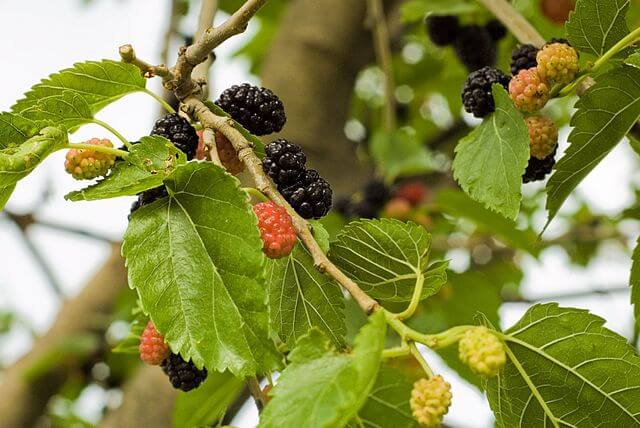 Mull it Over: Mulberries, Memories, and Muffins | Chelsea Green Publishing