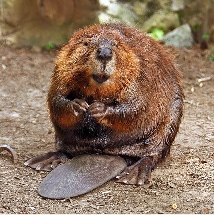the secret life of beavers