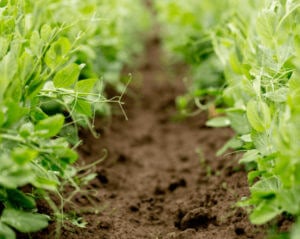 Two rows of plants in a bed of dirt