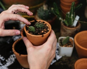 A person holding a terracotta pot prepping a plant