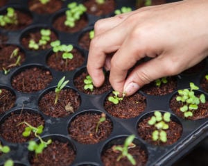 Plastic planter with dirt and plants