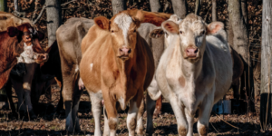 Cows from Barefoot Biodynamics