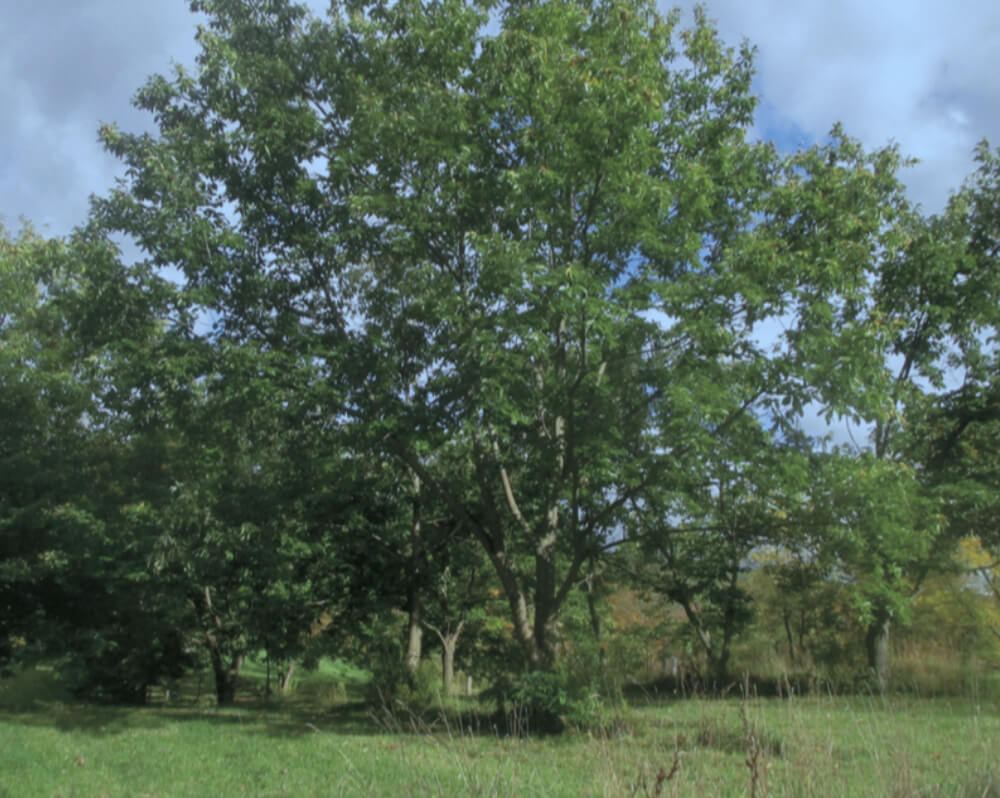 The Epic Saga of the American Chestnut - Chelsea Green Publishing