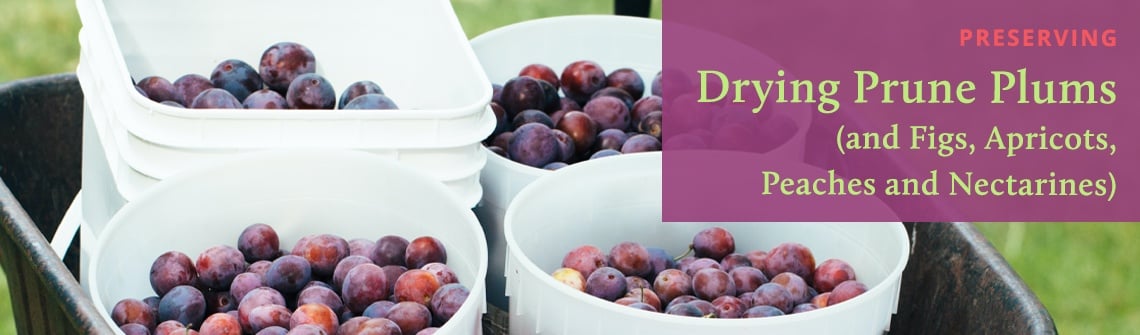 Drying Prune Plums