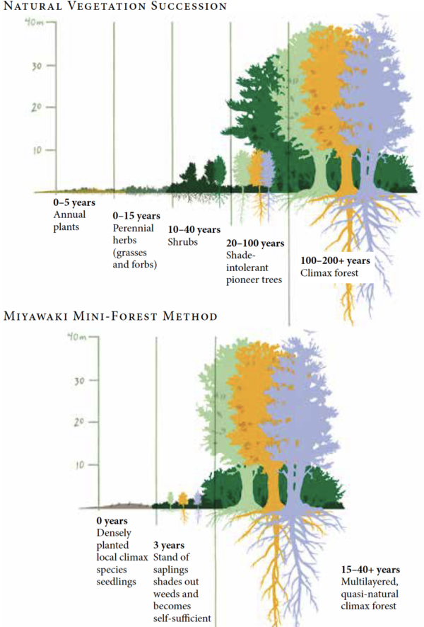 The Miyawaki Method: Imagining a Mini-Forest’s Potential