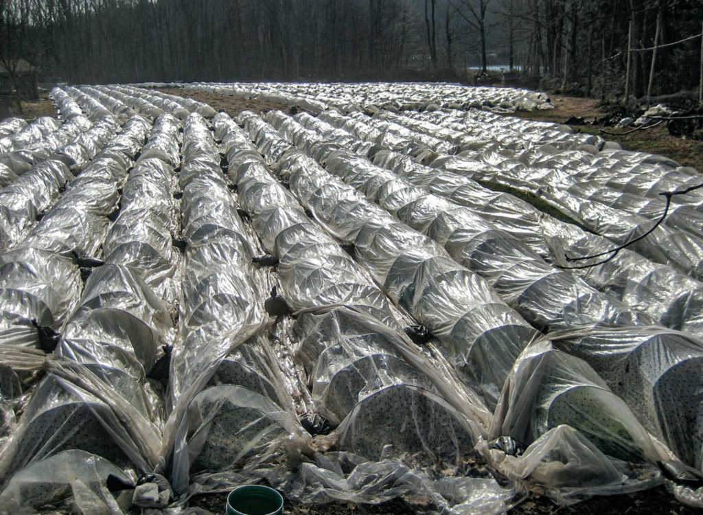 Low Tunnels with Covers