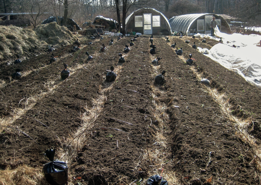 Plant beds with Sandbags