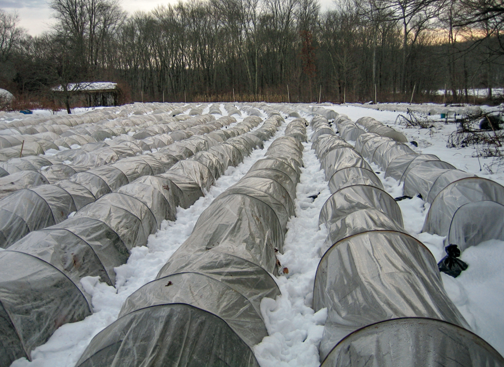 Light Snow on Low Tunnels