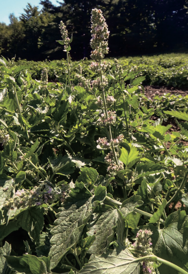 Catnip Good For Cats Good For Humans