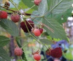 Raspberries