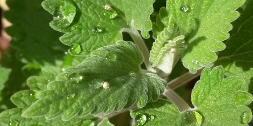 good catnip