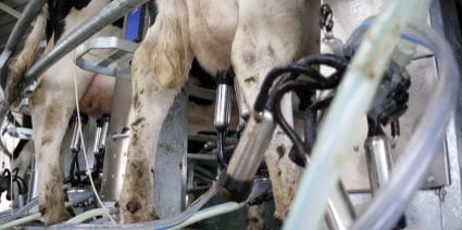 A1 Cows' Milk May Account for a Range of Serious Illnesses | Chelsea ...