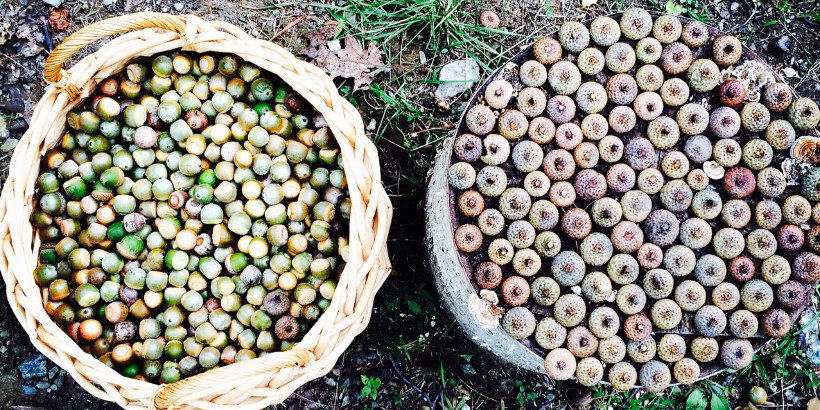 Temperate Climate Permaculture: How to Eat Acorns