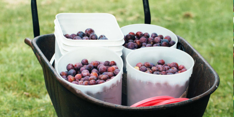 Preserving Drying Prune Plums And Figs Apricots Peaches And Nectarines Chelsea Green Publishing