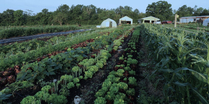 75 Vegetable Garden Ideas You'll Love - January, 2024