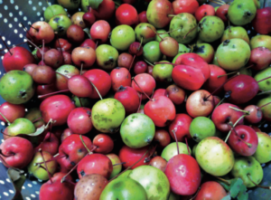 types of crab apples