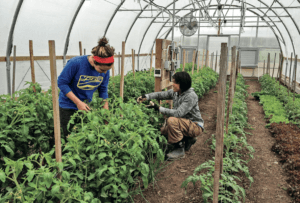 farmers picking vegetables in greenhouse