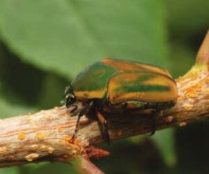 pest green junebeetle