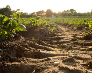 soil and plants