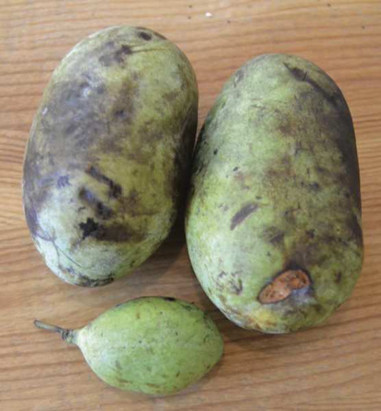 What in the World is a Pawpaw? | Chelsea Green Publishing