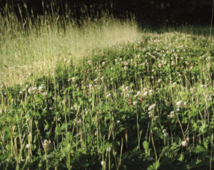 patch of clovers