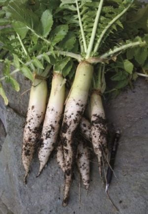 daikon radish