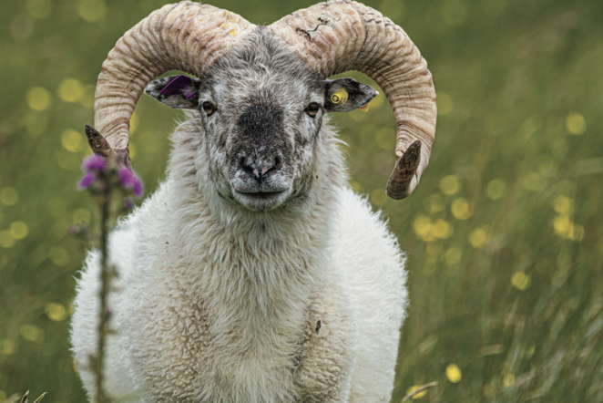 Boreray Sheep: A 