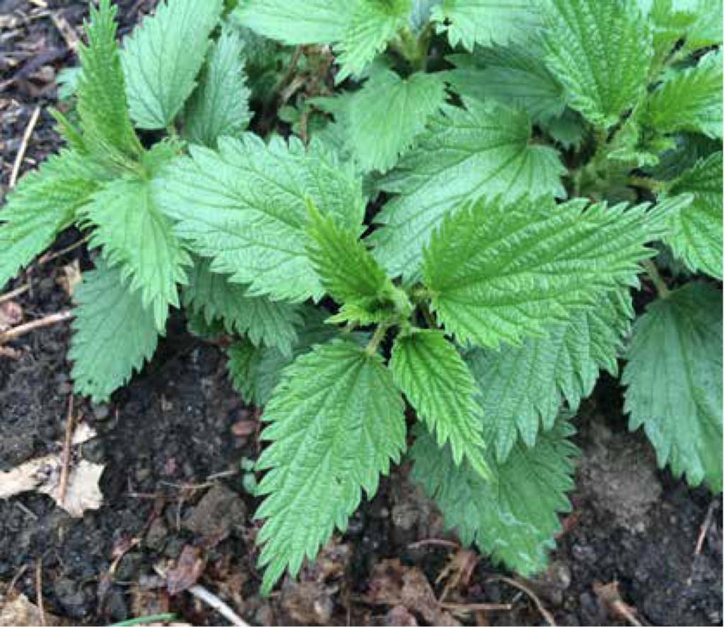 From the Ground Up: Using Soil Amendments - Chelsea Green Publishing