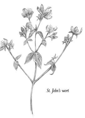 st john's wart plant