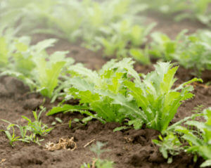 vegetables growing 