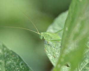 insect on cowpea seedling