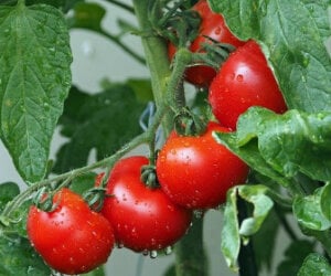 tomatos