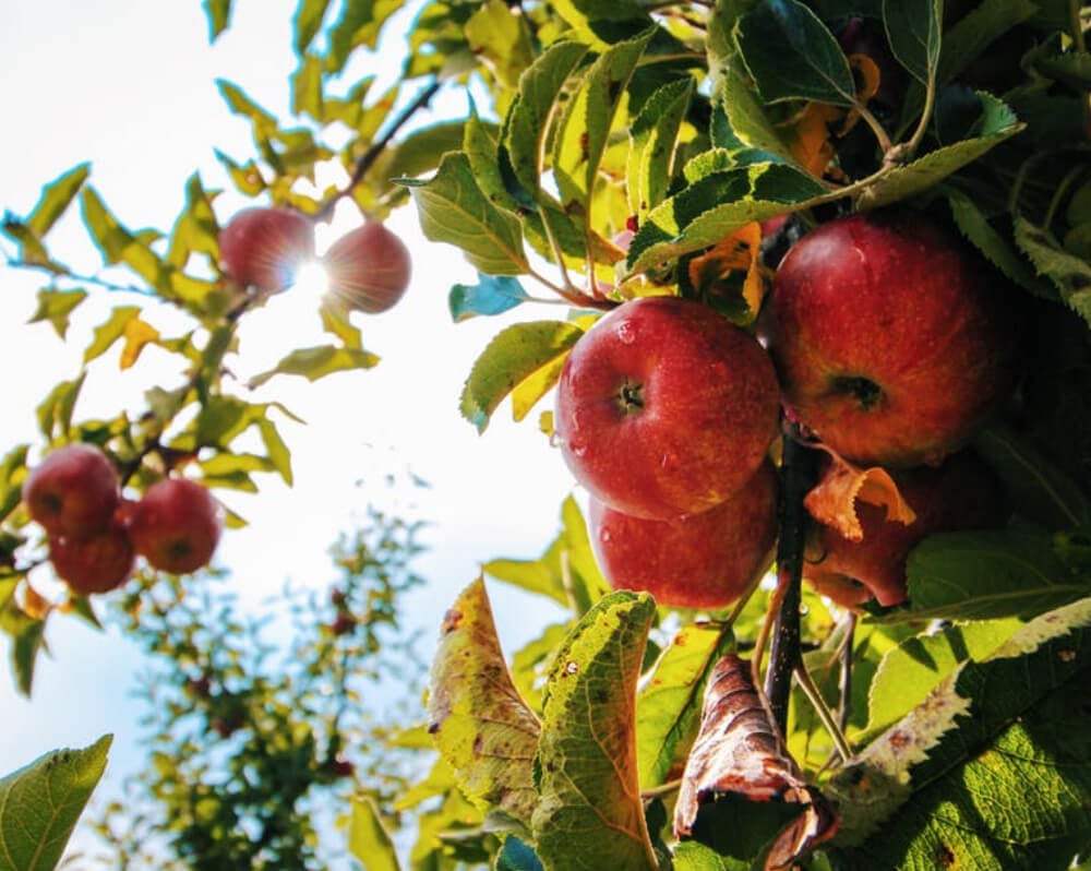 The Apple: America’s Fruit - Chelsea Green Publishing