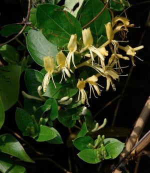 honeysuckle