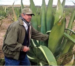 man with maguey plant